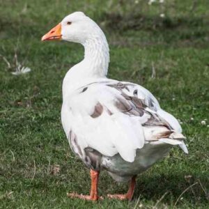 Can a Small Poultry Business Bolster the Rural Economy? Image